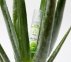 Лубрикант на водной основе asyGlide Aloe Vera, 30 мл (EG016)